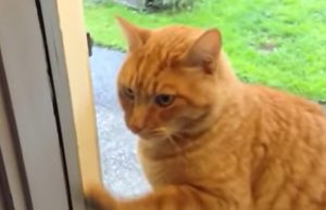 Smart cat, Doorbell, Feline intelligence, Resourceful cat, Pet tricks, Cat communication, Creative cat, Cat behavior, Cat skills, Intelligent pets, Cat training, Observant animals, Unusual cat behaviors, Resourceful pets, Surprising pet abilities