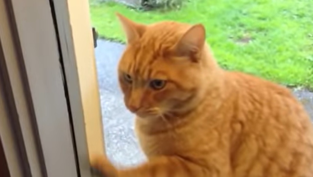 Smart cat, Doorbell, Feline intelligence, Resourceful cat, Pet tricks, Cat communication, Creative cat, Cat behavior, Cat skills, Intelligent pets, Cat training, Observant animals, Unusual cat behaviors, Resourceful pets, Surprising pet abilities