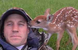 Deer, Fawn, Abandonment, Injury, Motherhood, Twin fawns, Wildlife rescue, Rehabilitation, Animal sanctuary, Compassion, Kindness, Nature conservation, Wildlife habitat, Animal welfare, Human-animal interaction