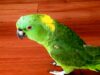 Laughing Parrot, Infectious Humor, Comedy Bird, Parrot Walking, Owner's House, Hysterical Laughter, Feathered Comedian, Parrot Antics, Bird's Infectious Laugh, Parrot Celebrity