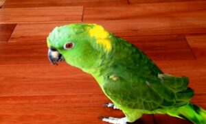 Laughing Parrot, Infectious Humor, Comedy Bird, Parrot Walking, Owner's House, Hysterical Laughter, Feathered Comedian, Parrot Antics, Bird's Infectious Laugh, Parrot Celebrity