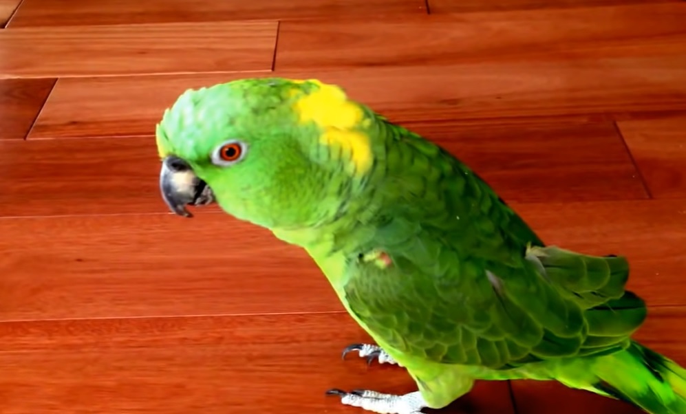 Laughing Parrot, Infectious Humor, Comedy Bird, Parrot Walking, Owner's House, Hysterical Laughter, Feathered Comedian, Parrot Antics, Bird's Infectious Laugh, Parrot Celebrity
