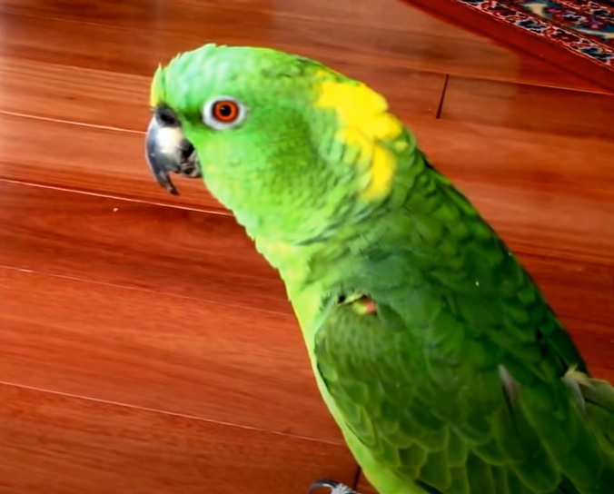 Laughing Parrot, Infectious Humor, Comedy Bird, Parrot Walking, Owner's House, Hysterical Laughter, Feathered Comedian, Parrot Antics, Bird's Infectious Laugh, Parrot Celebrity