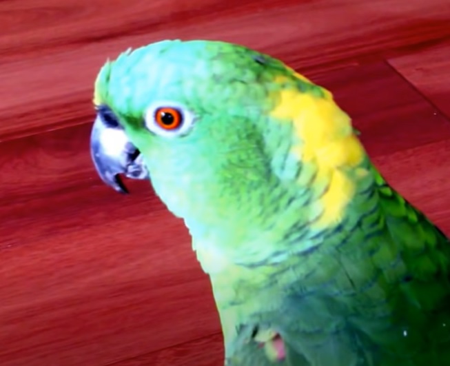 Laughing Parrot, Infectious Humor, Comedy Bird, Parrot Walking, Owner's House, Hysterical Laughter, Feathered Comedian, Parrot Antics, Bird's Infectious Laugh, Parrot Celebrity