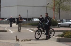 Mama Duck Journey, Ducklings Adventure, Police Helps Animals, River Trek, Heartwarming Animal Stories, Duck Family Tales, Community Kindness, Animal Rescue Stories, Duck Parade, Unlikely Animal Heroes