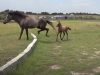 baby horse lesson, overcoming obstacles, motherly love, horse jumping, courage building, equine education, baby horse, mama horse, horse training, inspirational story