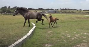 baby horse lesson, overcoming obstacles, motherly love, horse jumping, courage building, equine education, baby horse, mama horse, horse training, inspirational story