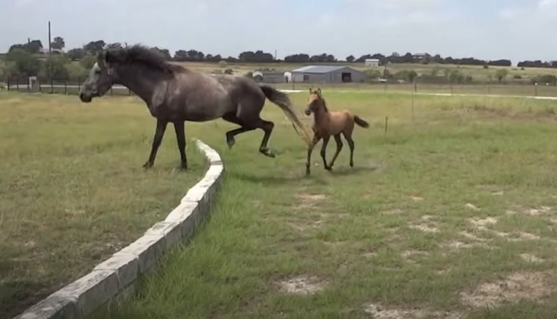 baby horse lesson, overcoming obstacles, motherly love, horse jumping, courage building, equine education, baby horse, mama horse, horse training, inspirational story