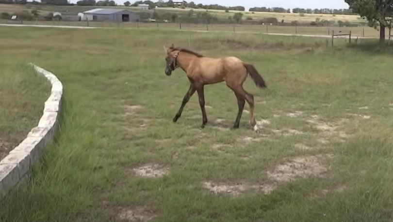 baby horse lesson, overcoming obstacles, motherly love, horse jumping, courage building, equine education, baby horse, mama horse, horse training, inspirational story