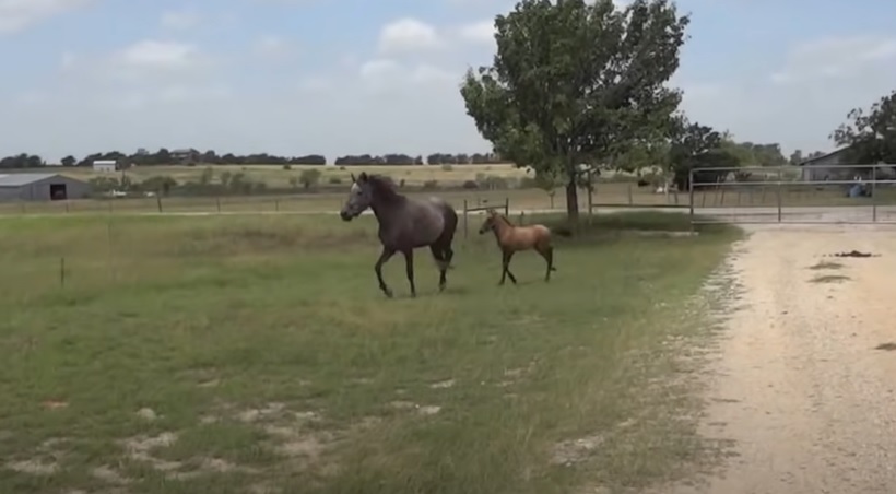 baby horse lesson, overcoming obstacles, motherly love, horse jumping, courage building, equine education, baby horse, mama horse, horse training, inspirational story