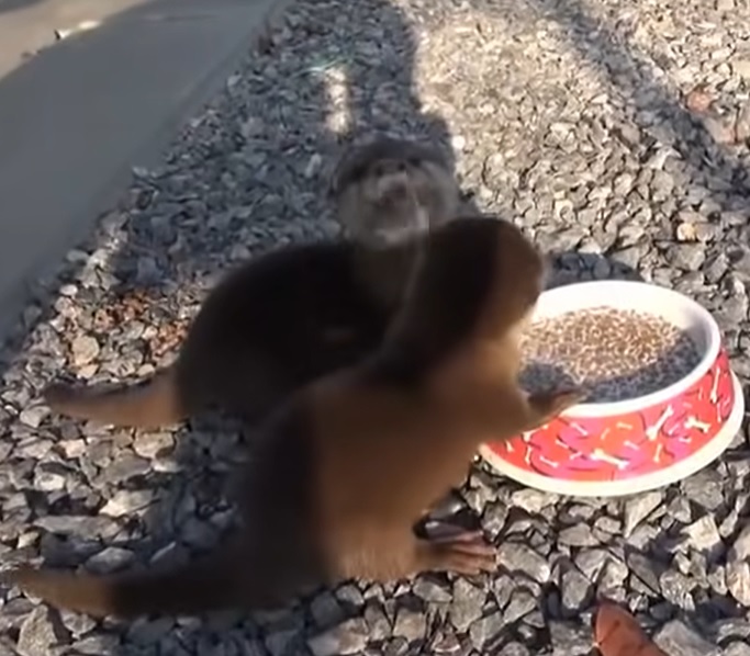 hungry baby otters, what animals make squeaking noises, funny whining noises, twin otter breakfast, non-profit organizations near me, otter food cycle, otter food habits