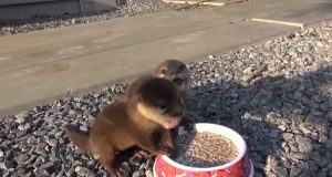 hungry baby otters, what animals make squeaking noises, funny whining noises, twin otter breakfast, non-profit organizations near me, otter food cycle, otter food habits