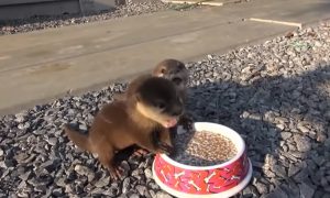 hungry baby otters, what animals make squeaking noises, funny whining noises, twin otter breakfast, non-profit organizations near me, otter food cycle, otter food habits