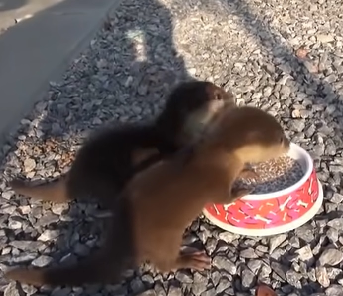 hungry baby otters, what animals make squeaking noises, funny whining noises, twin otter breakfast, non-profit organizations near me, otter food cycle, otter food habits