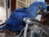 Hyacinth Macaw, California birds, sink baths, Miss Iris, pet birds, bird's summer survival, bird's daily ritual, Hyacinth Macaw as pets, tropical birds in California, birds beating the heat