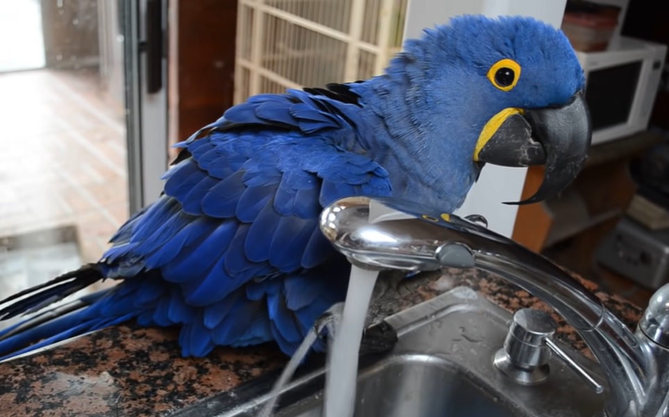 Hyacinth Macaw, California birds, sink baths, Miss Iris, pet birds, bird's summer survival, bird's daily ritual, Hyacinth Macaw as pets, tropical birds in California, birds beating the heat