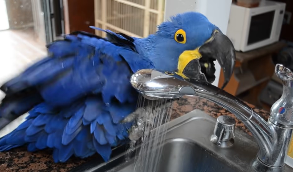 Hyacinth Macaw, California birds, sink baths, Miss Iris, pet birds, bird's summer survival, bird's daily ritual, Hyacinth Macaw as pets, tropical birds in California, birds beating the heat