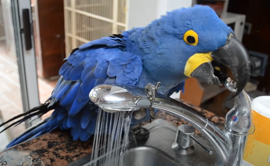 Hyacinth Macaw, California birds, sink baths, Miss Iris, pet birds, bird's summer survival, bird's daily ritual, Hyacinth Macaw as pets, tropical birds in California, birds beating the heat