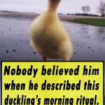 Nobody believed him when he described this duckling