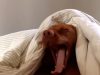 Vizsla, dog, Monday mornings, relaxation, leisurely routine, pet care, morning aversion, canine personality, Monday blues, bonding with dogs