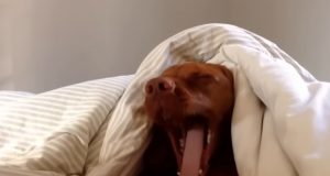 Vizsla, dog, Monday mornings, relaxation, leisurely routine, pet care, morning aversion, canine personality, Monday blues, bonding with dogs