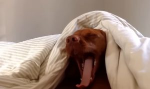 Vizsla, dog, Monday mornings, relaxation, leisurely routine, pet care, morning aversion, canine personality, Monday blues, bonding with dogs