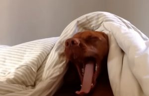 Vizsla, dog, Monday mornings, relaxation, leisurely routine, pet care, morning aversion, canine personality, Monday blues, bonding with dogs