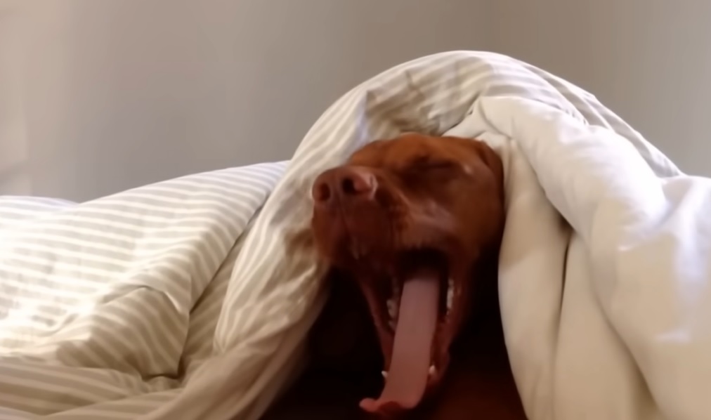 Vizsla, dog, Monday mornings, relaxation, leisurely routine, pet care, morning aversion, canine personality, Monday blues, bonding with dogs