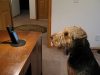 Talking dog, Phone conversations, Stanley the dog, Mama and Stanley, Heartwarming bond, Unbreakable connection, Extraordinary talent, Animal-human communication, Canine intelligence, Joyful companionship