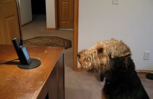 Talking dog, Phone conversations, Stanley the dog, Mama and Stanley, Heartwarming bond, Unbreakable connection, Extraordinary talent, Animal-human communication, Canine intelligence, Joyful companionship
