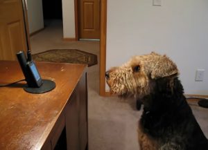 Talking dog, Phone conversations, Stanley the dog, Mama and Stanley, Heartwarming bond, Unbreakable connection, Extraordinary talent, Animal-human communication, Canine intelligence, Joyful companionship