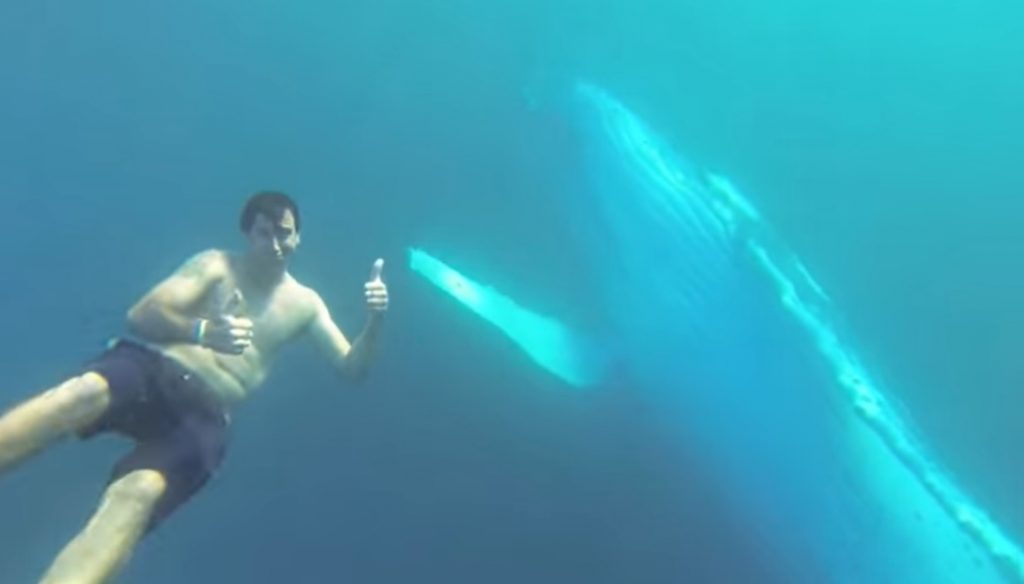 Swimming with whales, Gold Coast, humpback whales, tour operator, open water, wildlife, sustainable tourism, experience, nature, wildlife tourism, ocean wildlife, whale watching, marine life, marine tourism