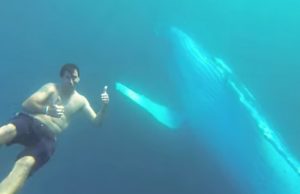 Swimming with whales, Gold Coast, humpback whales, tour operator, open water, wildlife, sustainable tourism, experience, nature, wildlife tourism, ocean wildlife, whale watching, marine life, marine tourism