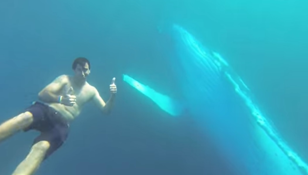 Swimming with whales, Gold Coast, humpback whales, tour operator, open water, wildlife, sustainable tourism, experience, nature, wildlife tourism, ocean wildlife, whale watching, marine life, marine tourism