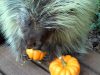Teddy Bear the Porcupine, pumpkins, adorable reaction, first bite, animal love, pumpkin tasting, porcupine meets pumpkin, joy discovery, cute animals, autumn fun