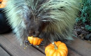 Teddy Bear the Porcupine, pumpkins, adorable reaction, first bite, animal love, pumpkin tasting, porcupine meets pumpkin, joy discovery, cute animals, autumn fun