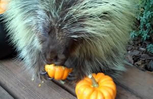 Teddy Bear the Porcupine, pumpkins, adorable reaction, first bite, animal love, pumpkin tasting, porcupine meets pumpkin, joy discovery, cute animals, autumn fun