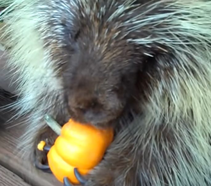 Teddy Bear the Porcupine, pumpkins, adorable reaction, first bite, animal love, pumpkin tasting, porcupine meets pumpkin, joy discovery, cute animals, autumn fun