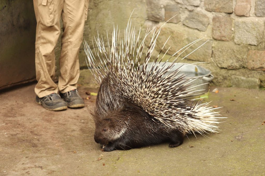 Teddy Bear the Porcupine, pumpkins, adorable reaction, first bite, animal love, pumpkin tasting, porcupine meets pumpkin, joy discovery, cute animals, autumn fun