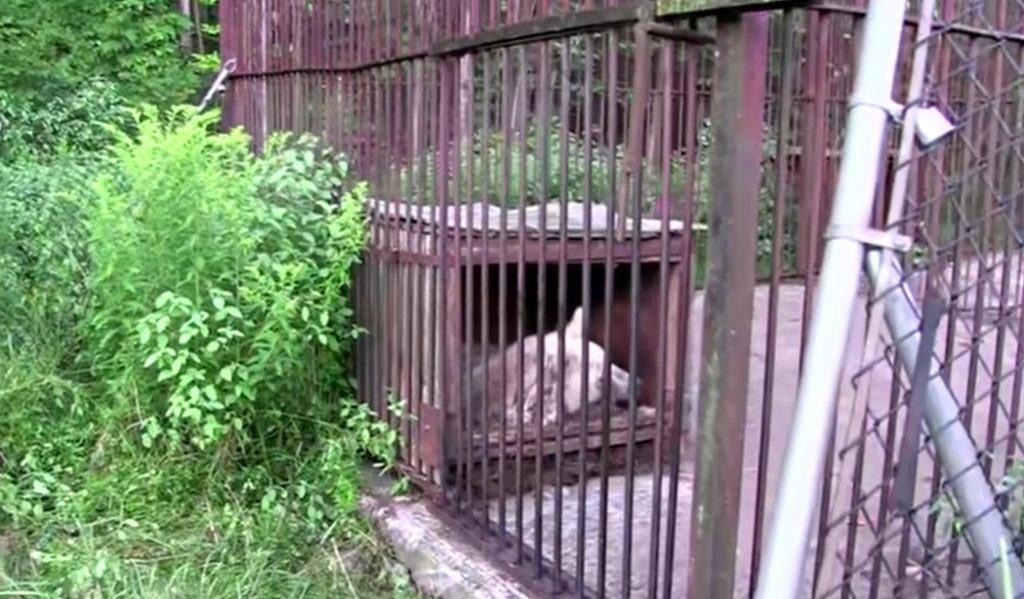 rescued bear, PETA Animal Rescues, transformation, animal rescue, captivity, freedom, health problems, caregivers, legal battle, socialization, play, glossy fur, joyful eyes, documentary, viral, power of love, kindness, compassion, second chance, physical distress, psychological distress, Wild Animal Sanctuary, Colorado, adjustment, resilience, tireless efforts, inspiration