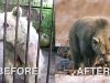 animal rescue, captivity, freedom, health problems, caregivers, legal battle, socialization, play, glossy fur, joyful eyes, documentary, viral, power of love, kindness, compassion, second chance, physical distress, psychological distress, Wild Animal Sanctuary, Colorado, adjustment, resilience, tireless efforts, inspiration