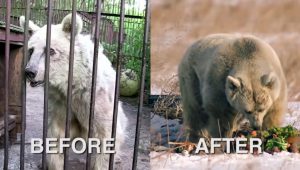 animal rescue, captivity, freedom, health problems, caregivers, legal battle, socialization, play, glossy fur, joyful eyes, documentary, viral, power of love, kindness, compassion, second chance, physical distress, psychological distress, Wild Animal Sanctuary, Colorado, adjustment, resilience, tireless efforts, inspiration