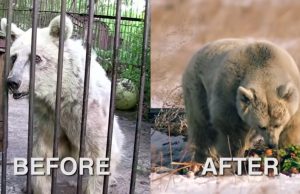 animal rescue, captivity, freedom, health problems, caregivers, legal battle, socialization, play, glossy fur, joyful eyes, documentary, viral, power of love, kindness, compassion, second chance, physical distress, psychological distress, Wild Animal Sanctuary, Colorado, adjustment, resilience, tireless efforts, inspiration