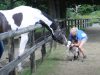 Microdave, American miniature stallion, Britain's smallest horse, tiny horse, adorable horse, miniature horse, American stallion, small horse, horse in Britain, miniature stallion in UK