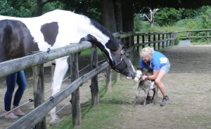 Microdave, American miniature stallion, Britain's smallest horse, tiny horse, adorable horse, miniature horse, American stallion, small horse, horse in Britain, miniature stallion in UK