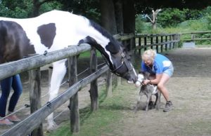 Microdave, American miniature stallion, Britain's smallest horse, tiny horse, adorable horse, miniature horse, American stallion, small horse, horse in Britain, miniature stallion in UK