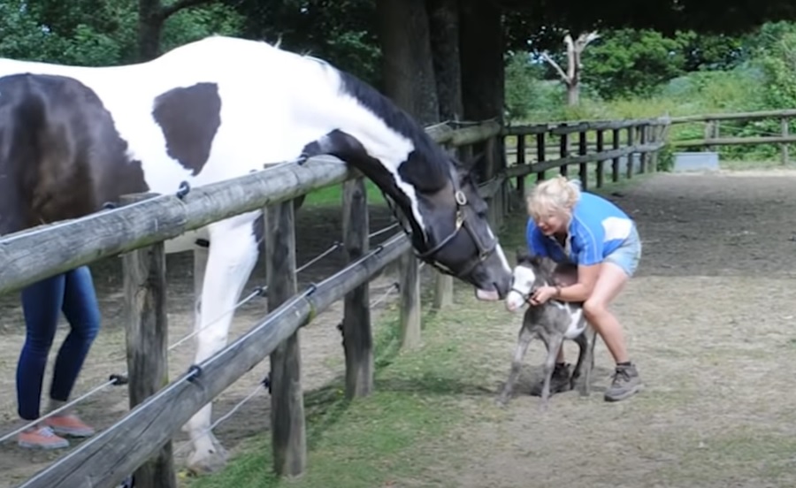 Microdave, American miniature stallion, Britain's smallest horse, tiny horse, adorable horse, miniature horse, American stallion, small horse, horse in Britain, miniature stallion in UK