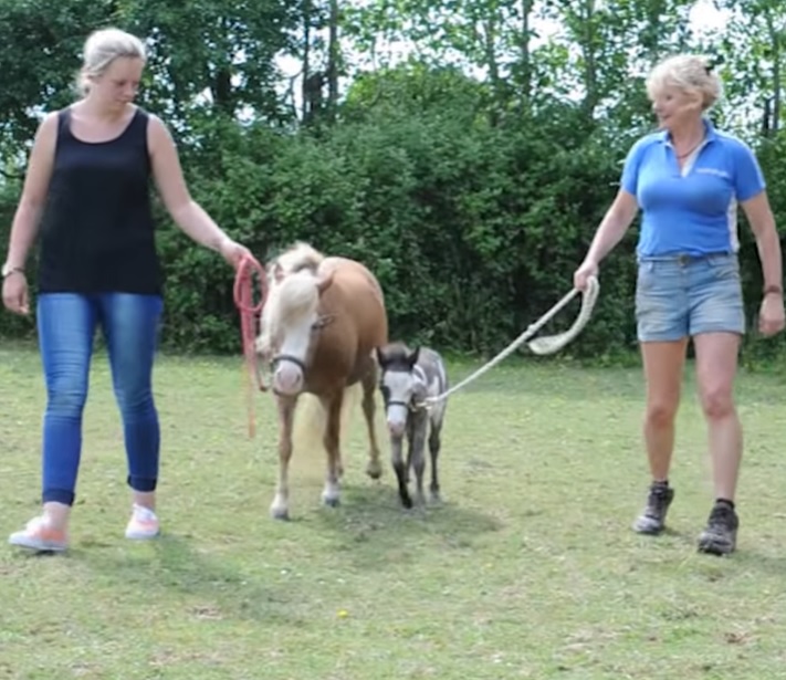 Microdave, American miniature stallion, Britain's smallest horse, tiny horse, adorable horse, miniature horse, American stallion, small horse, horse in Britain, miniature stallion in UK