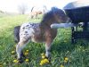 Itty Bitty Hope, smallest foal in the world, miniature horse, Barnstead, New Hampshire, dwarfism, Linda Wood, YouTube channel, viral, celebrity, feisty, resilient, power of hope