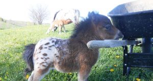 Itty Bitty Hope, smallest foal in the world, miniature horse, Barnstead, New Hampshire, dwarfism, Linda Wood, YouTube channel, viral, celebrity, feisty, resilient, power of hope